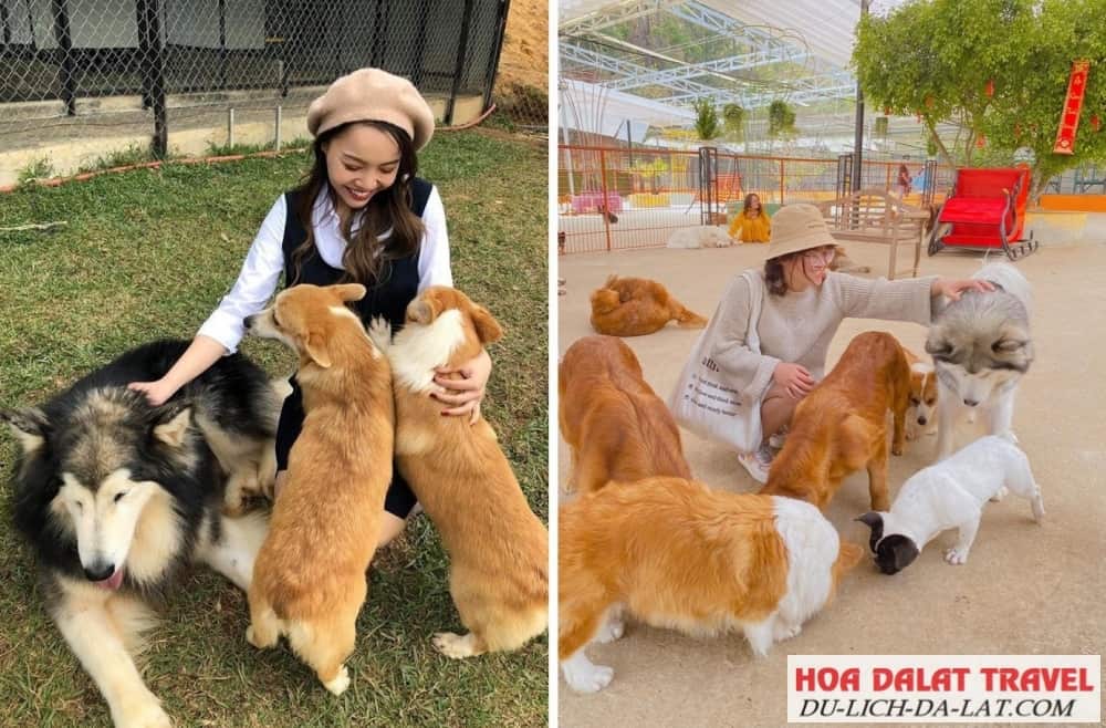 Trang trại cún Đà Lạt