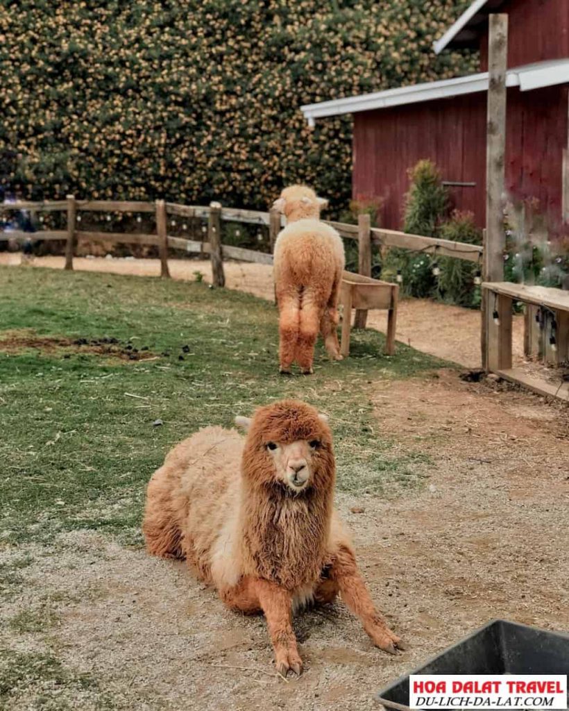 Lạc đà Alpaca ngộ nghĩnh tại Chika Farm