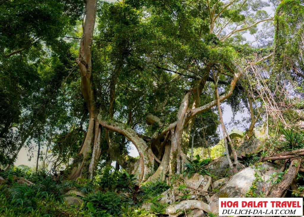 Nét đẹp thiên nhiên hoang sơ của Cao Nguyên Hoa Đà Lạt
