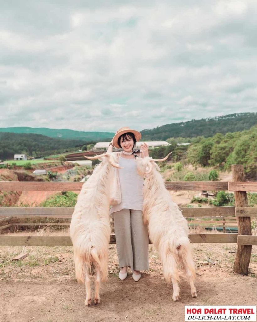 Những chú dê trắng muốt
