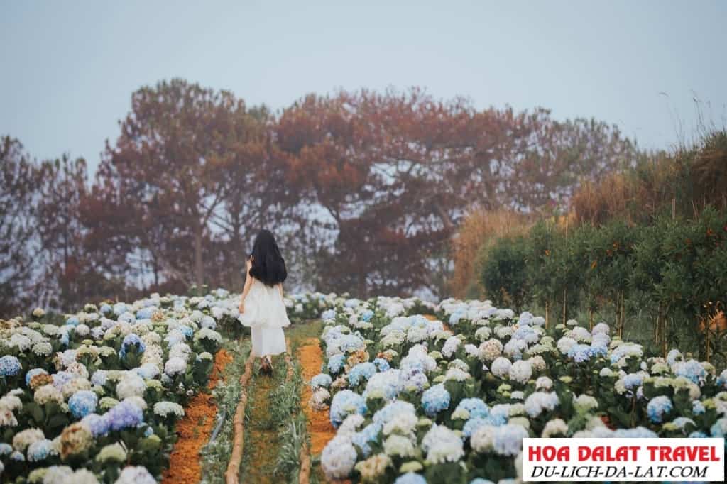 Vườn hoa cẩm tú cầu