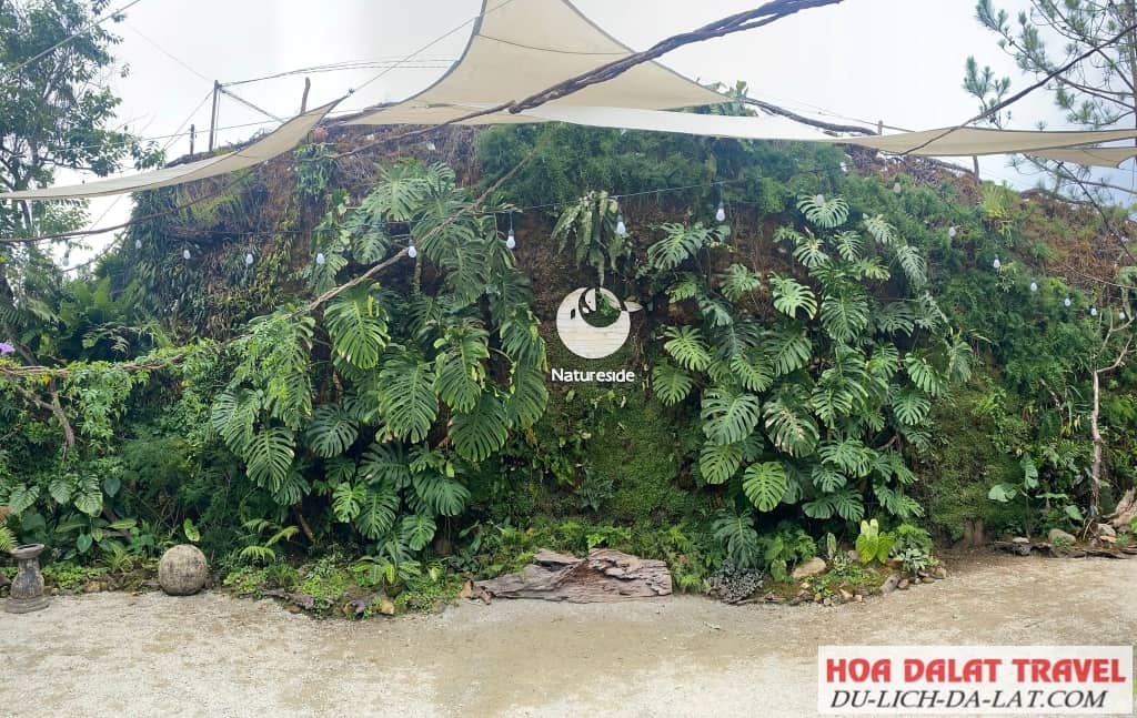 Bức tường Monstera làm nên thương hiệu