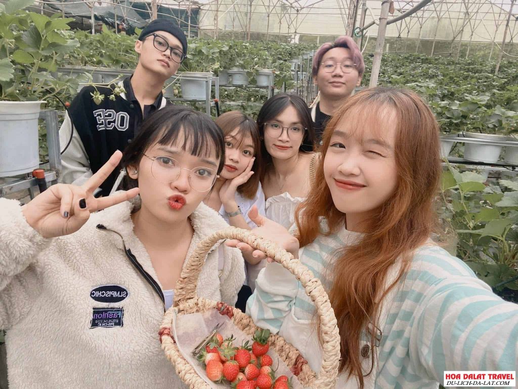 đường đi vườn dâu B-farm
