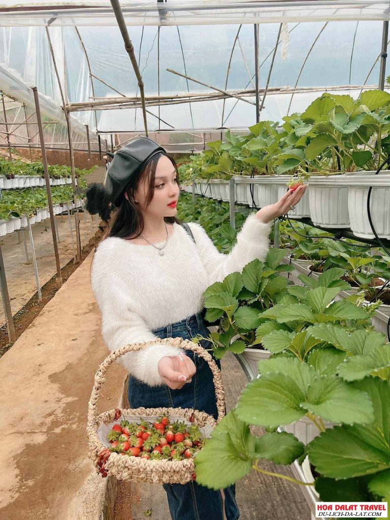 giá dâu Đà Lạt