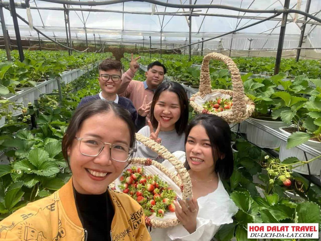 Tham quan vườn dâu B-Farm