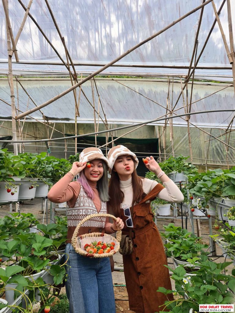 Tham quan vườn dâu Nhật Đà Lạt
