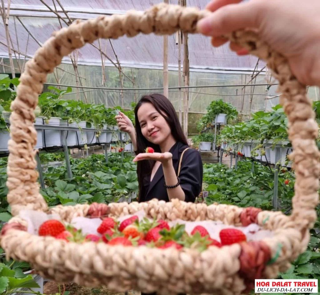 Tham quan vườn dâu ở Đà Lạt