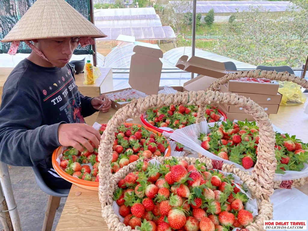 vườn dâu B-Farm