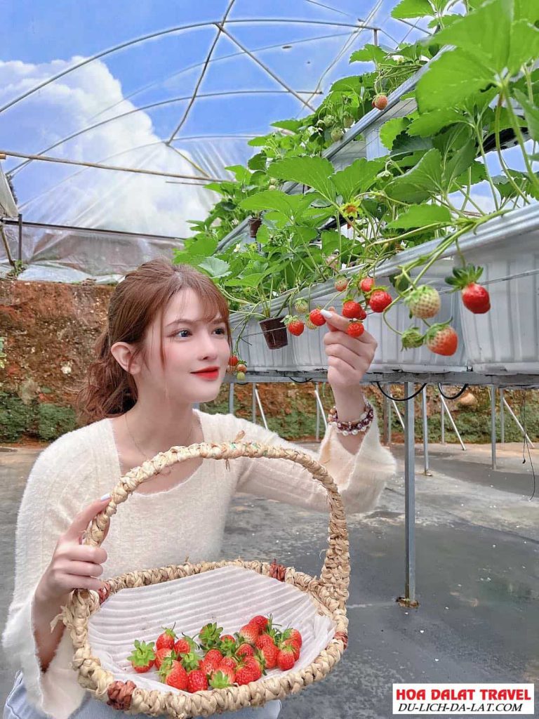 Vườn dâu B-Farm