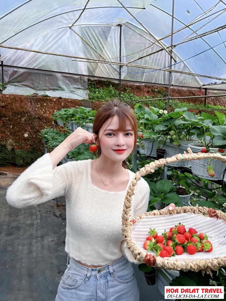 Vườn dâu B-farm Đà Lạt
