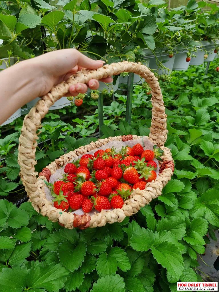 Vườn dâu đạt chuẩn VietGap