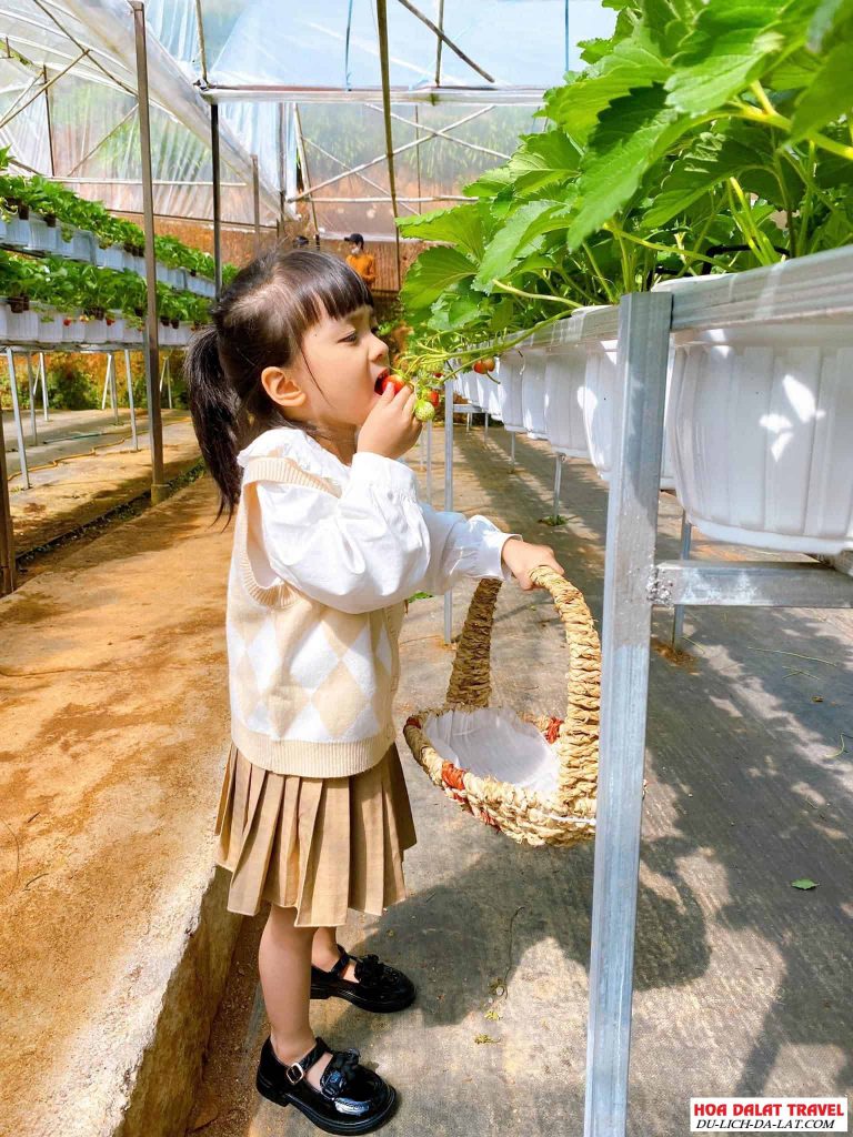 vườn dâu Nhật B-Farm