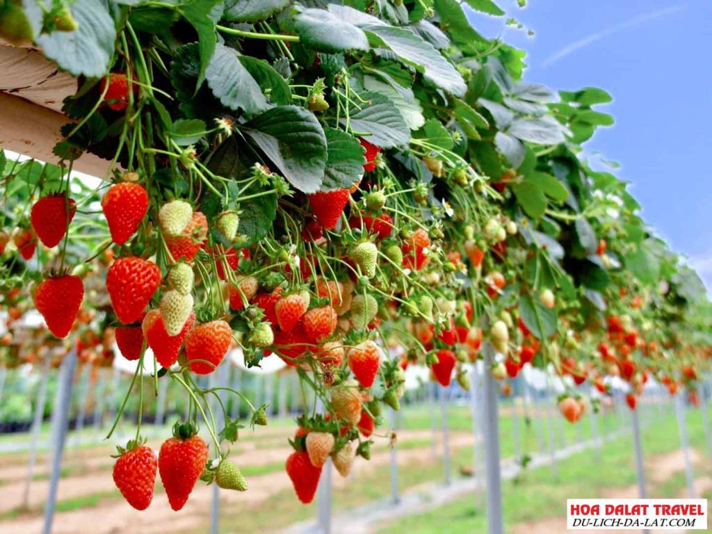 vườn dâu sạch B-Farm