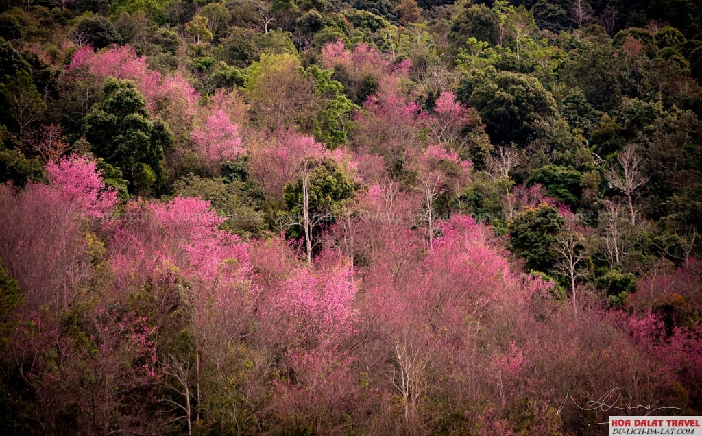Đà Lạt tháng 1