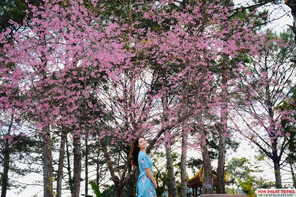 Đến Đà Lạt vào tháng 1
