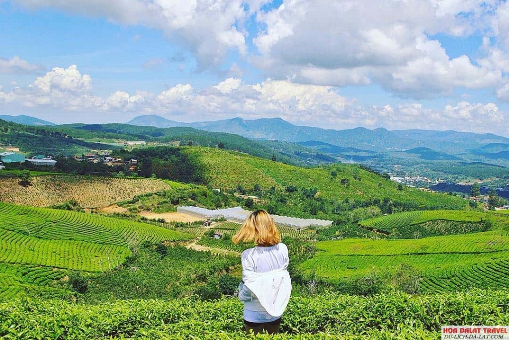 Đồi chè Cầu Đất