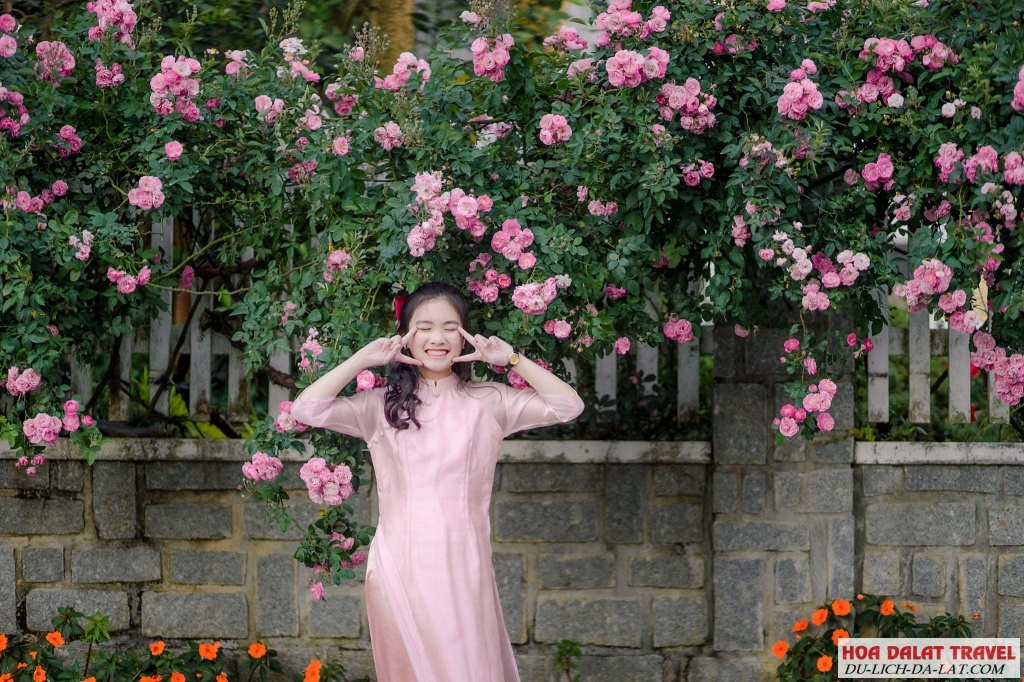 Đôi nét về hoa hồng Đà Lạt