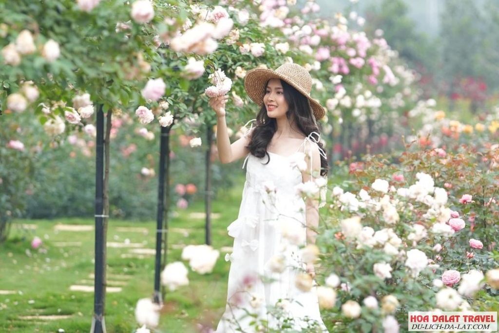 Một vài lưu ý khi tham quan các vườn hoa hồng Đà Lạt