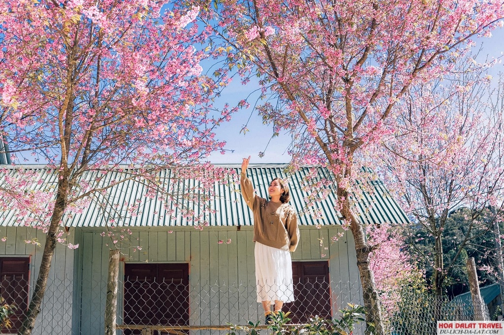 Ngắm hoa Mai Anh Đào