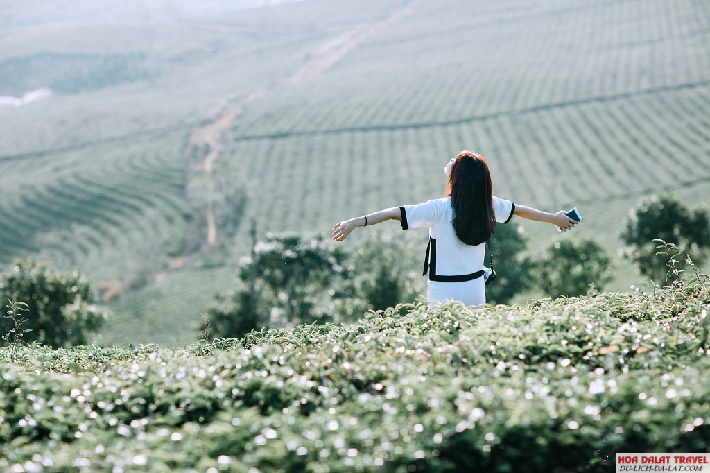 Tour Đà Lạt tháng 1