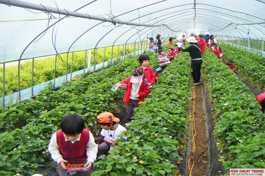 Trải nghiệm hái dâu tại vườn