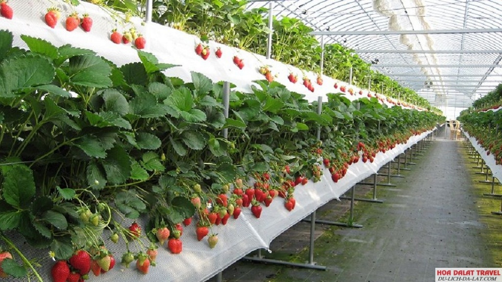 Vườn dâu Bio Fresh