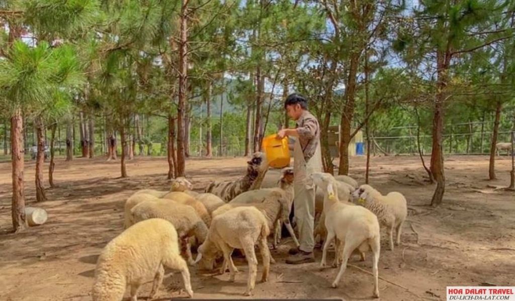 Vườn thú Zoodoo Đà Lạt