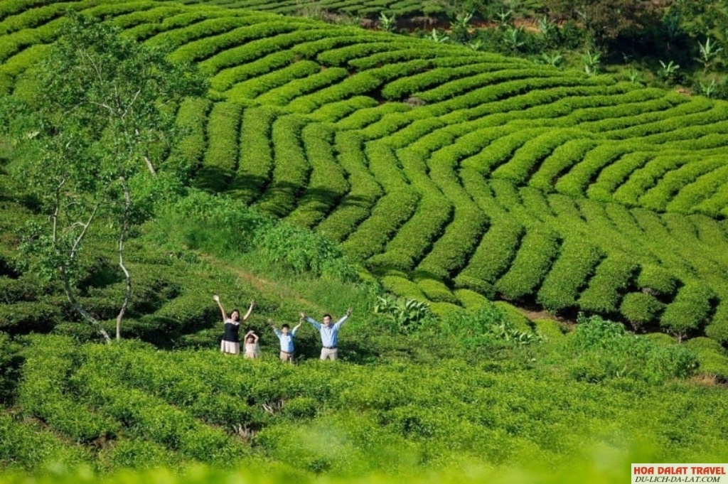 Đồi chè Cầu Đất