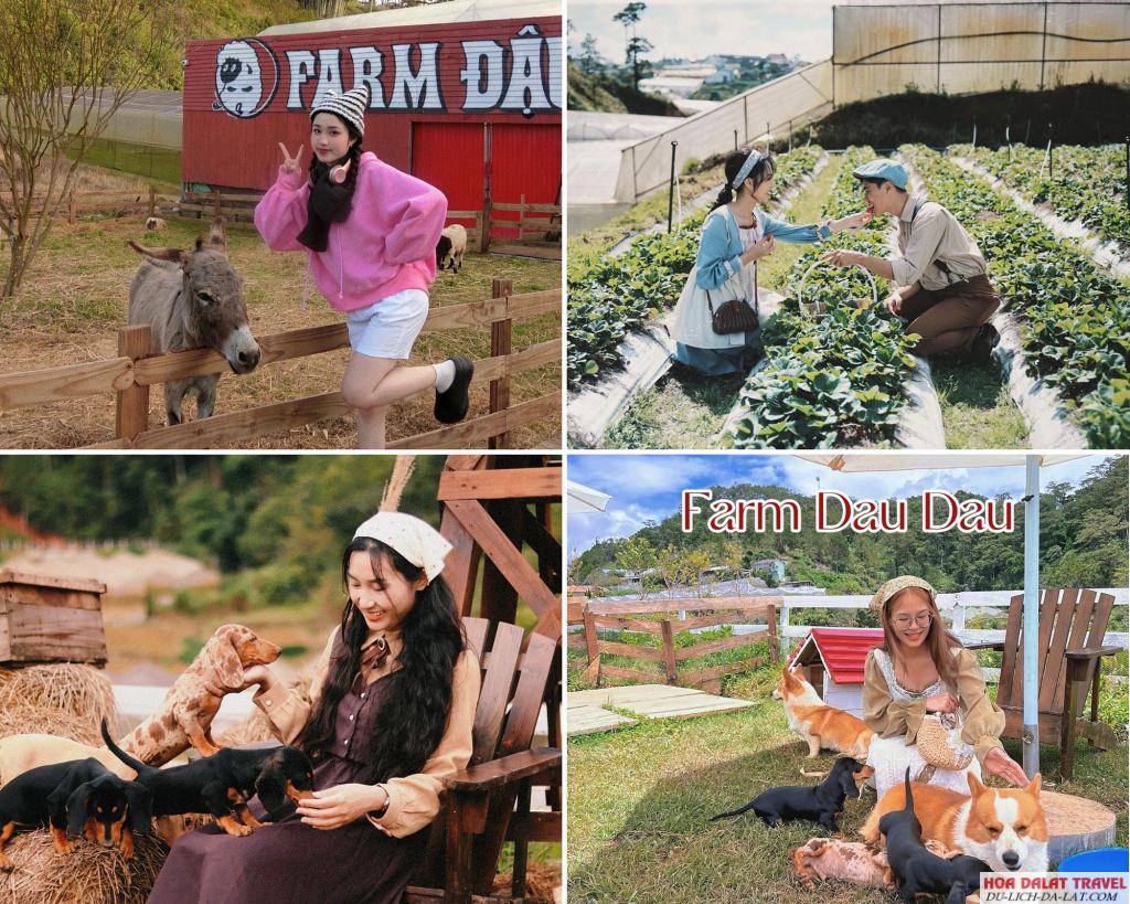 Farm Đậu Đậu tại Đà Lạt