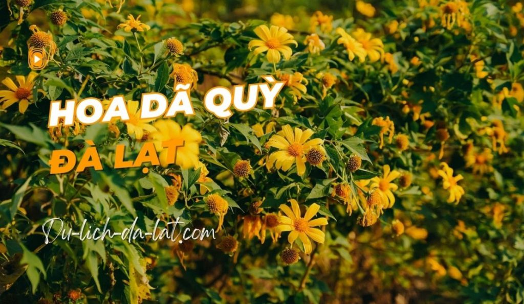 Hoa dã quỳ Đà Lạt