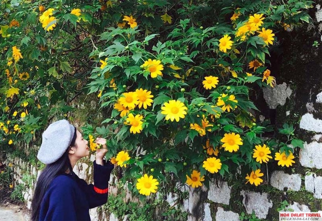 Ngắm hoa dã quỳ trong trung tâm
