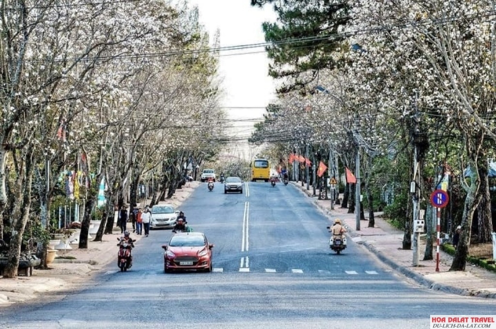Sắc hoa Ban trắng tinh khôi