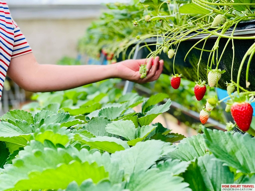 Tham quan vườn dâu vào tháng 2