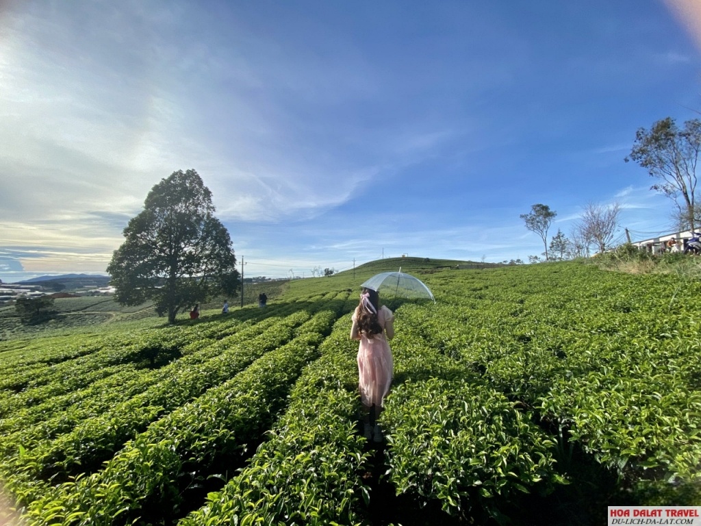 Tháng 2 ở Đà Lạt, thời tiết thế nào