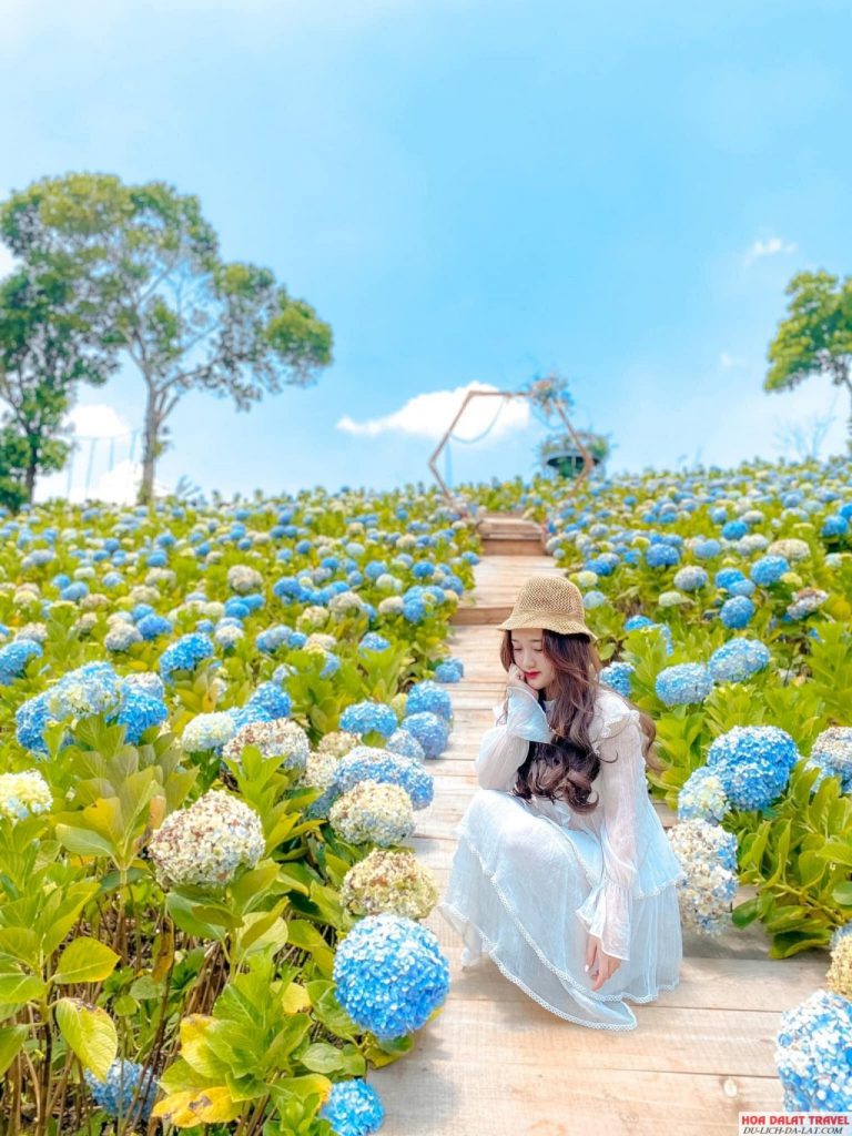Thưởng thức Vườn Cẩm Tú Cầu