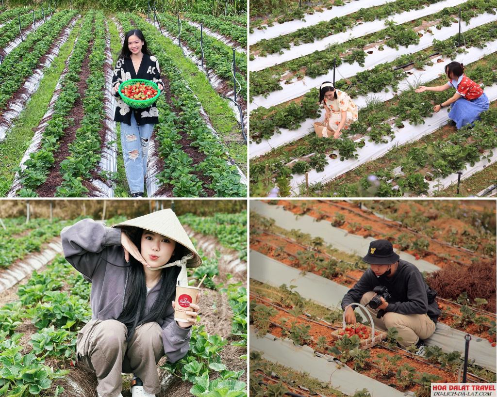 Vườn dâu Farm Đậu Đậu Đà Lạt