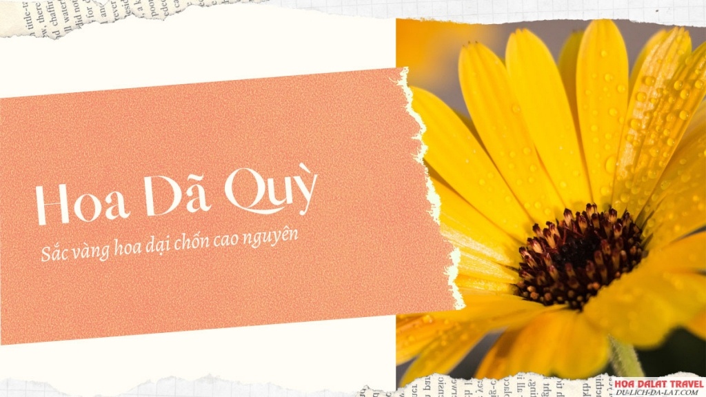 Ý nghĩa của hoa dã quỳ