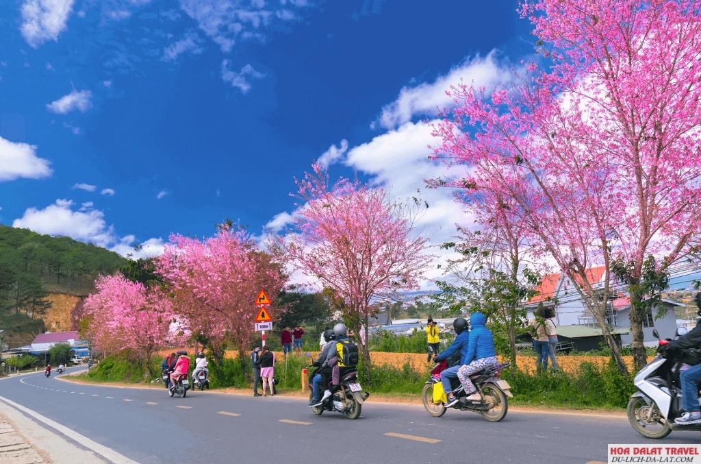 đi Đà Lạt trong tháng 4 bạn cũng có hội check in với những cây hoa mai anh đào nở trễ