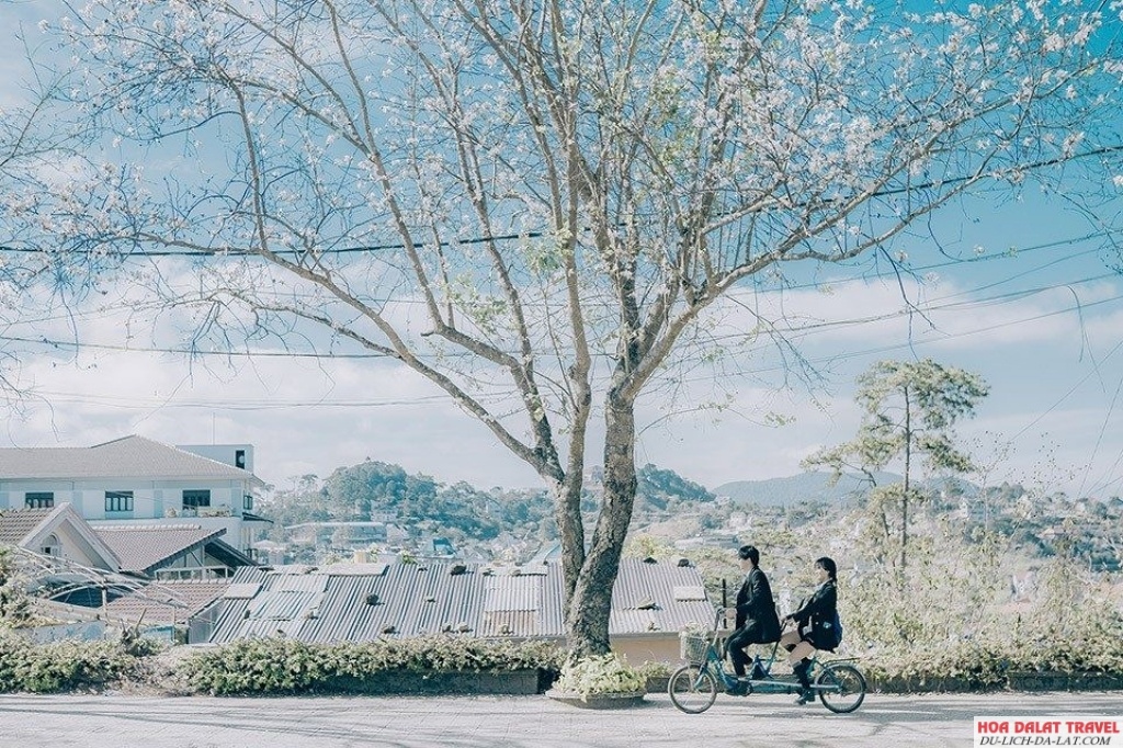hoa ban trắng tháng 12 Đà Lạt