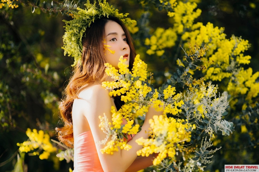hoa mimosa Đà Lạt