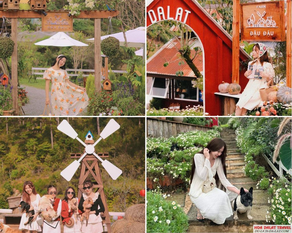 không gian của Farm Đậu Đậu Đà Lạt là sự kỳ diệu