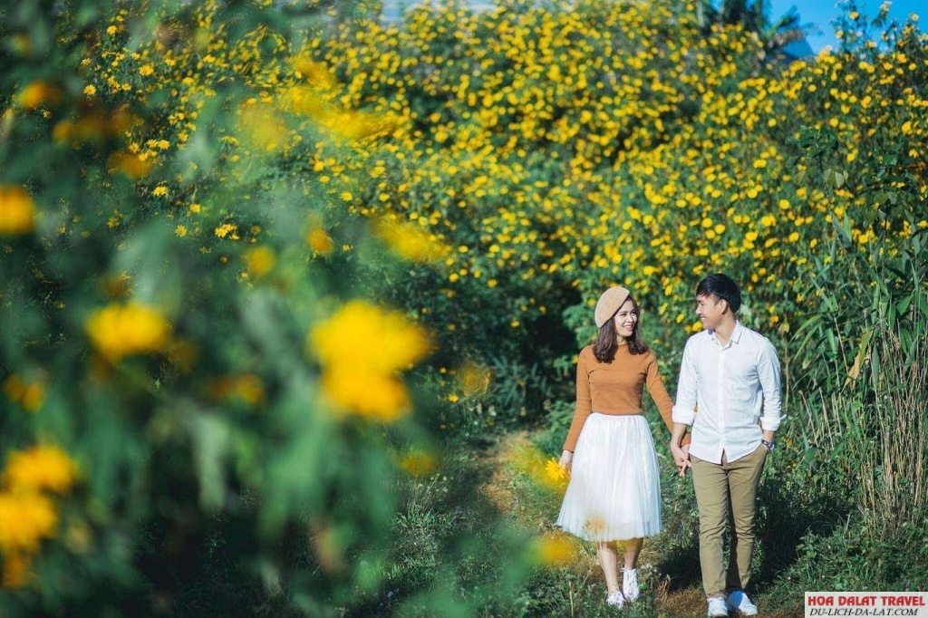 lưu ý khi ngắm hoa dã quỳ