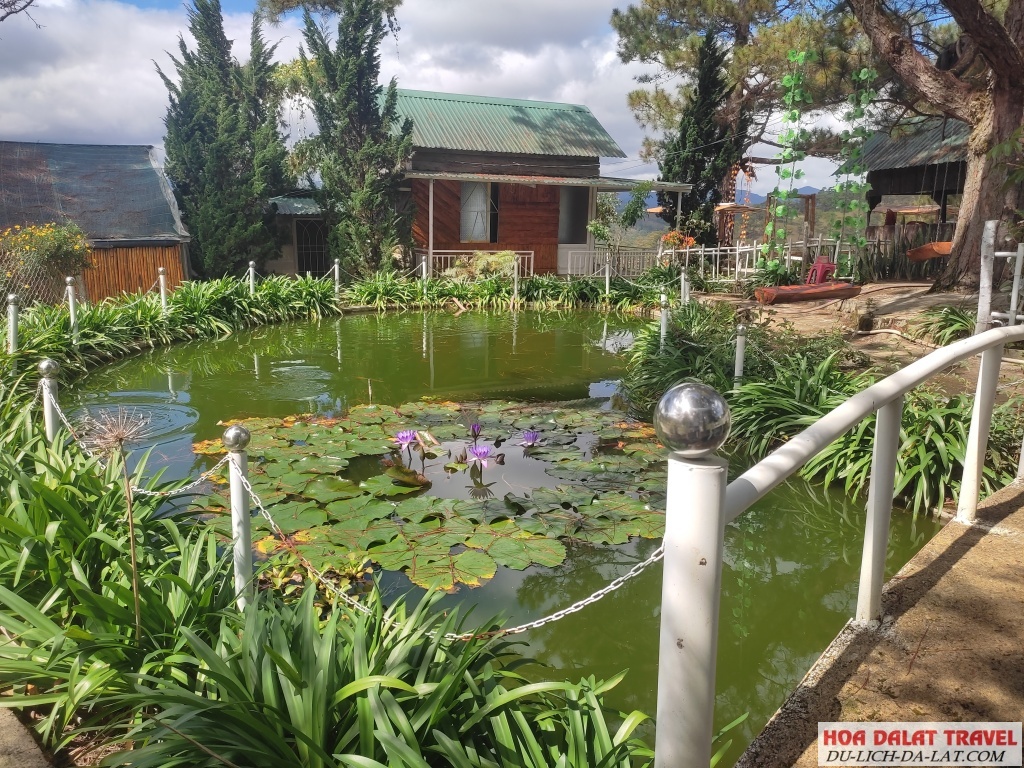 Rừng Thông Quán ( Bố Điều)