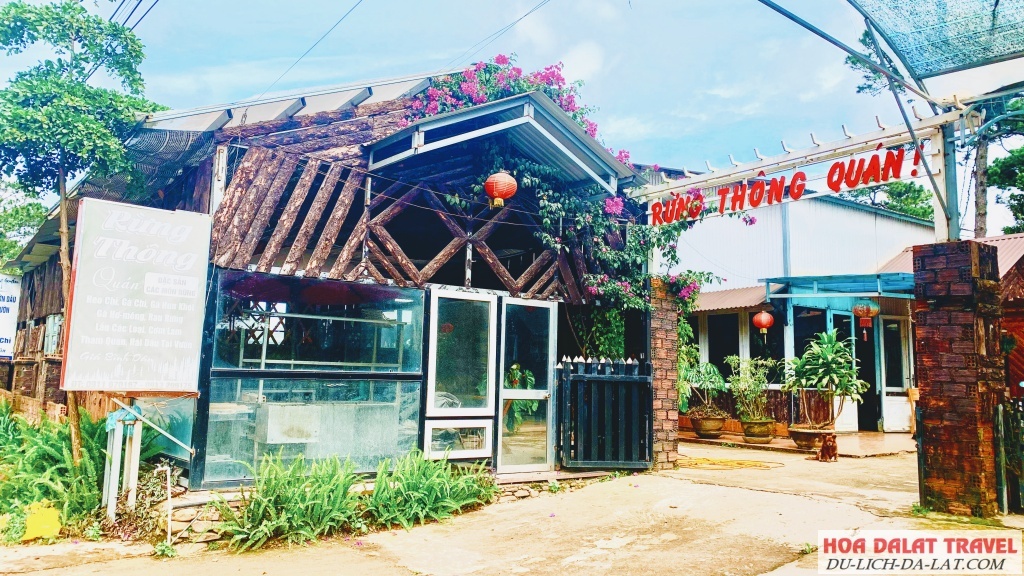 Rừng thông quán