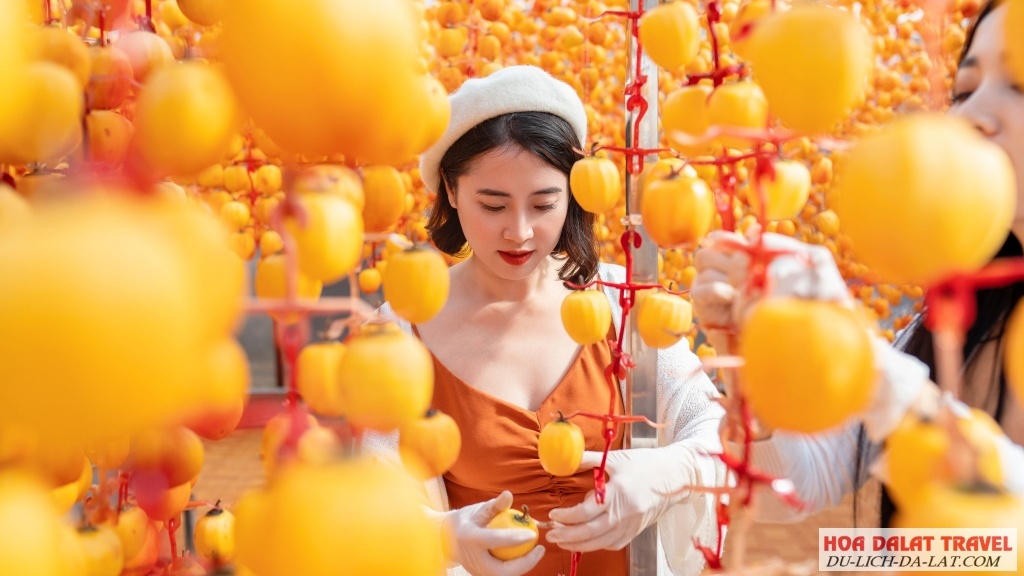 Vườn hồng treo gió Hợp tác xã Trường Gia Phát