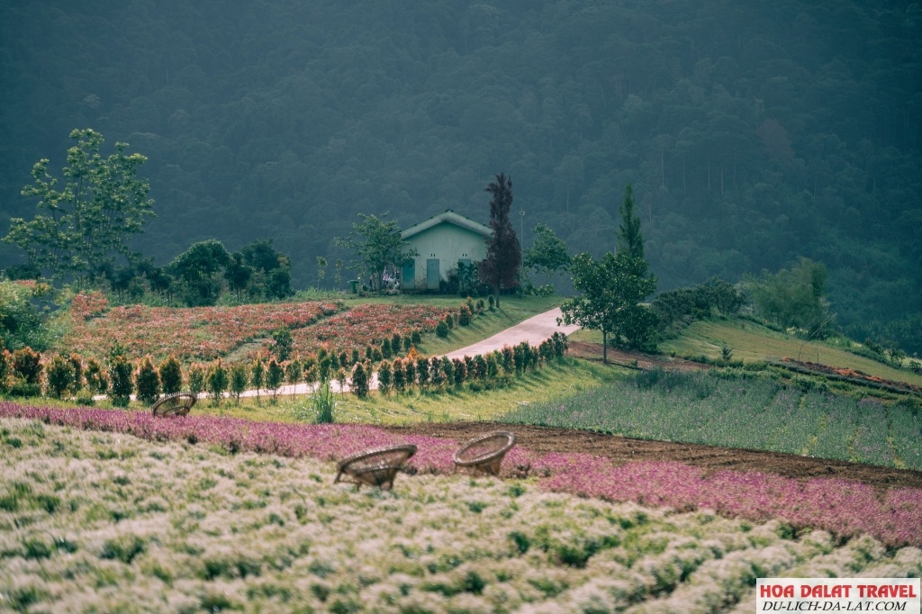 The Florest - Hoa Trong Rừng