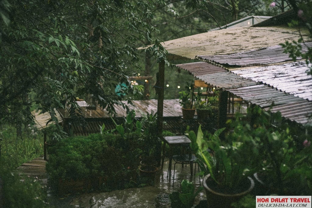 Thông Ơi Đà Lạt