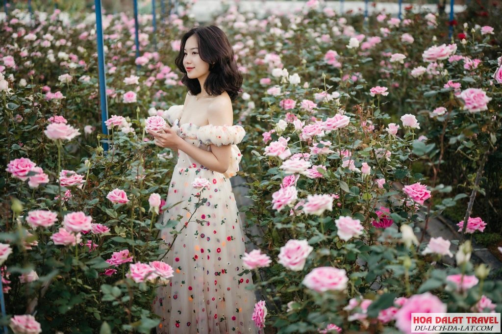 Giá vé Thung Lũng Hồng Đà Lạt