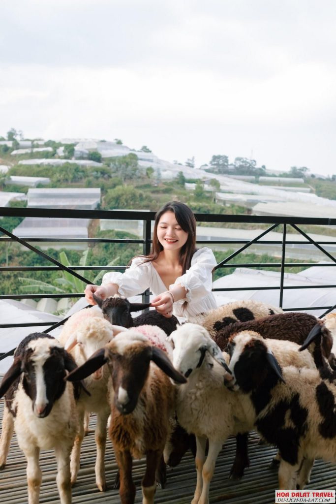 Hoạt Động Chăm Sóc Thú Cưng