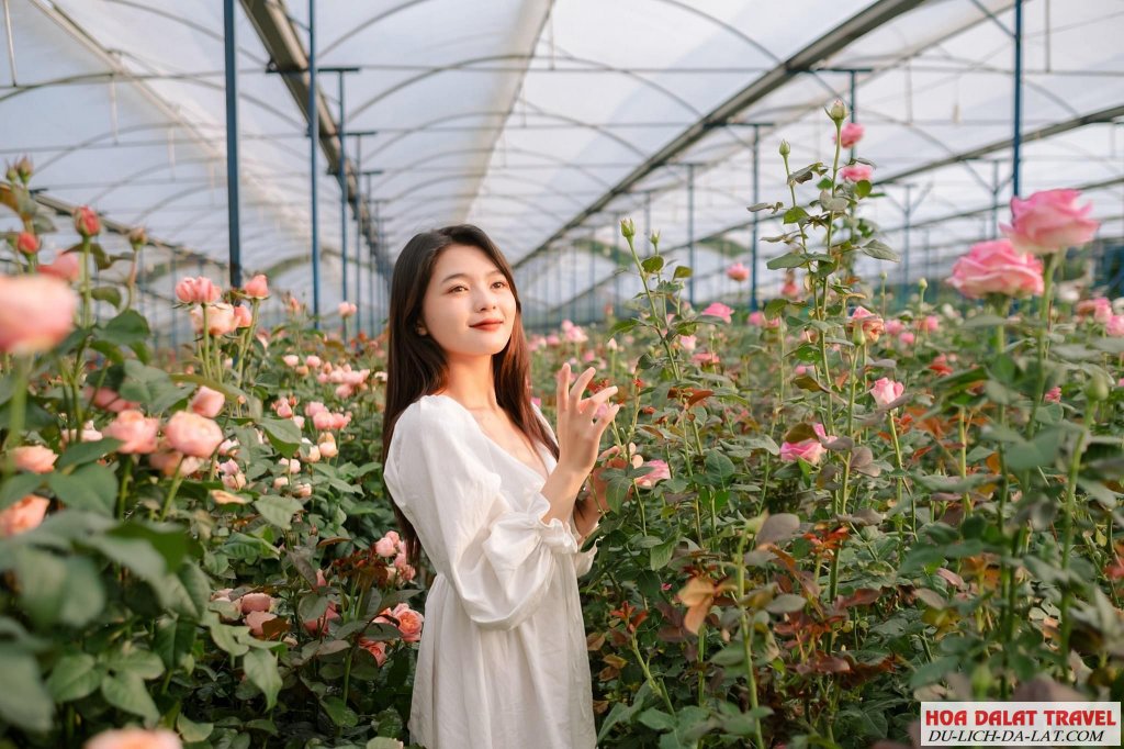 Thung Lũng Hồng Đà Lạt có gì đẹp